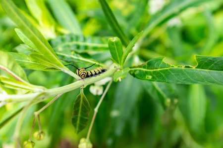 Monarch Butterfly (Danaus plexippus) Caterpillar, Milkweed Butterfly (subfamily Danainae) Eating Milkweed Plant.の写真素材