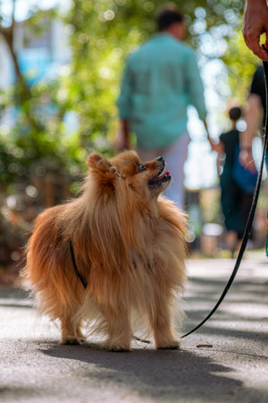 A vertical shot of a puppy looking at its ownerの写真素材