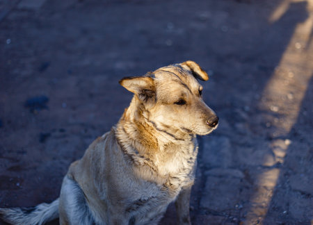 A closeup shot of a lovely brown dog sitting on the groundの写真素材