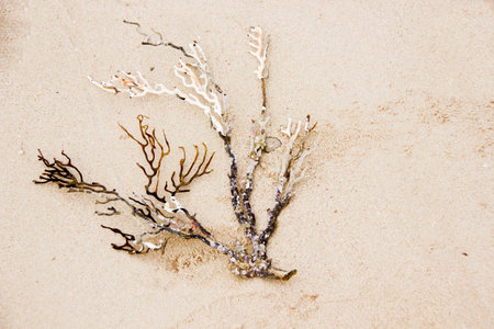 A top view closeup of a dried seaweed branch mixed with sand on the beachの写真素材