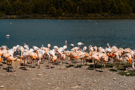 A big group of pink flamingos on the shore of a calm lakeの写真素材
