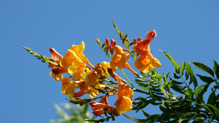 A beautiful closeup of yellow flowers growing in the field on a sunny day
