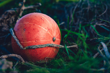 A closeup shot of a pumpkin at harvest in a fieldの写真素材