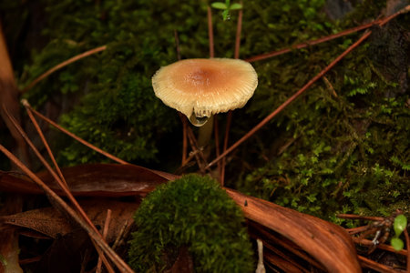 A fungi mushroom with a water droplet in Buskett woodland, Maltaの写真素材