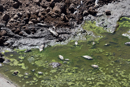 Poisoned dead fish died because of industrial water pollution
