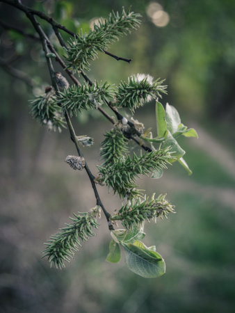 A vertical shot of a pine branch on background of bokeh lights