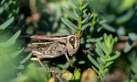A selective focus shot of a white-banded grasshopper among vegetation in the Maltese countryside
