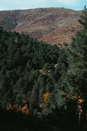 A vertical shot of forested mountains under a bright skyの写真素材