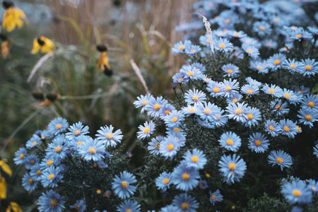 A selective focus shot of aster flowers