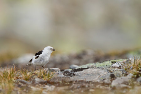 A closeup of a cute tiny Snow bunting on the ground in the DovrefjellâSunndalsfjella National Parkの写真素材