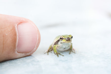 A closeup shot of a small frog  near a fingerの写真素材