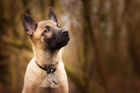A closeup of a brooding Belgian Shepherd with a funny collarの写真素材