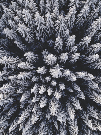 An aerial view of a beautiful winter landscape with fir trees covered in snowの写真素材