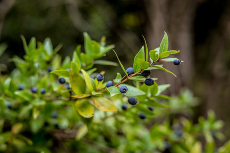 A selective  focus shot of wild blueberryの写真素材