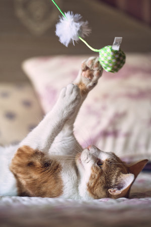 A closeup shot of a cat playing on the bedの写真素材