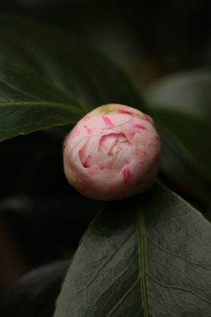 A macro of a camellia budの写真素材