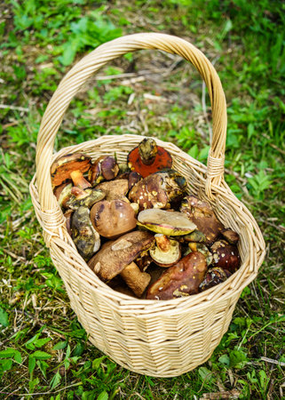A basket of freshly picked up mushroomsの写真素材