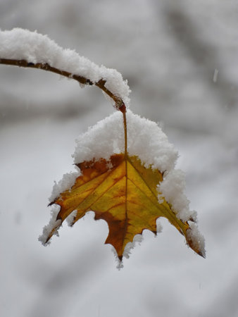 Weathered yellow leaf on the tree branch covered with snow