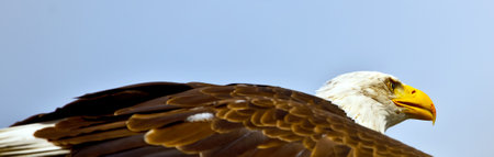 A panoramic view of a bald eagle on a blue background - the symbol of the USA