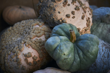 A closeup of a heap of Porcelain Doll Squashes