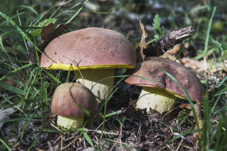 A closeup shot of Butyriboletus regius mushrooms in the forestの写真素材