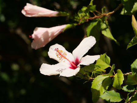 A closeup shot of a blooming white hibiscus flowerの写真素材