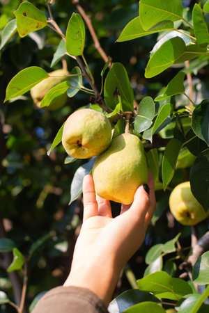 A vertical shot of a female hand harvesting and reaping a ripe pear for a pear treeの写真素材