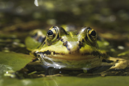 A selective focus shot of a green frogの写真素材