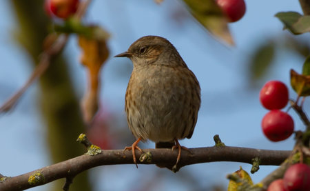 A selective focus shot of a nightingale perched on a branchの写真素材
