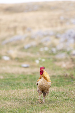 A vertical shot of a chicken in a  fieldの写真素材