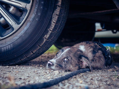 A closeup of a dog lying under a car, a trip to La Alpujarra, in Spain in July 2020の写真素材