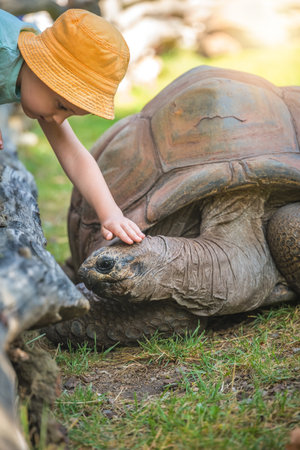 A vertical shot of a kid touching the Aldabra giant tortoiseの写真素材