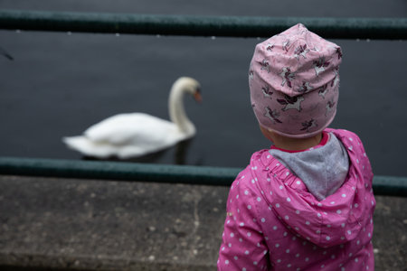 A mute swan in the pond, a backshot of a child busy with birdwatchingの写真素材