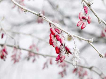 A shot of frosty barberries on a branch in winterの写真素材