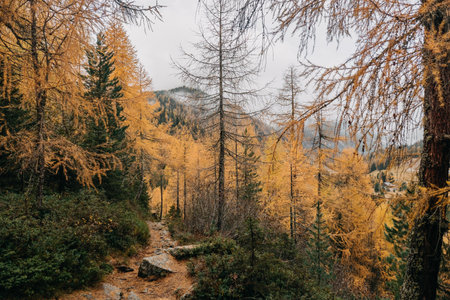 A fantastic view of a narrow rocky forest footpath surrounded by colorful dense autumn foliageの写真素材