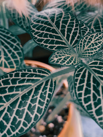 A vertical closeup macro shot of Fittonia nerve plantの写真素材