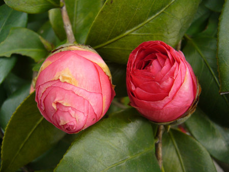 A selective focus shot of beautiful pink camellia flowersの写真素材