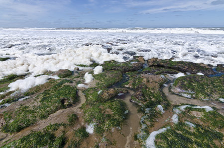 The mossy sand on the coast of the sea