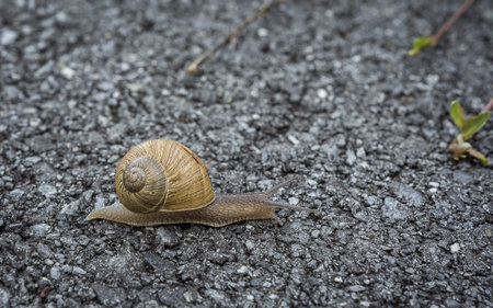 A selective focus shot of a snail slowly crawling on the groundの写真素材
