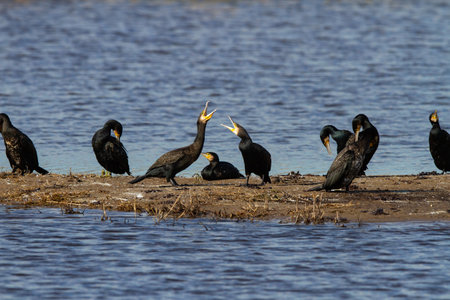 A closeup of Great cormorant or Phalacrocorax carbo birds near the lake during daylightの写真素材