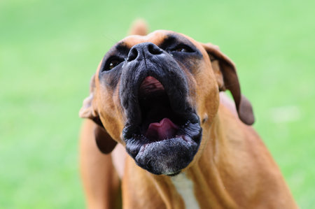 A closeup shot of a yawning Bullmastiff dogの写真素材