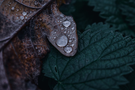 A macro shot of an autumn leaf with water droplets on it