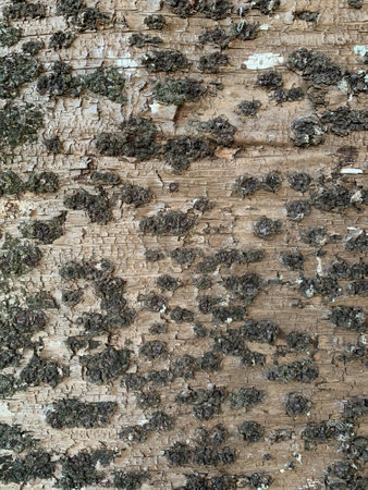 A closeup of Norfolk Island pine bark textureの写真素材
