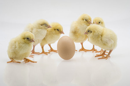 A closeup shot of cute baby chicks near an egg on a white background