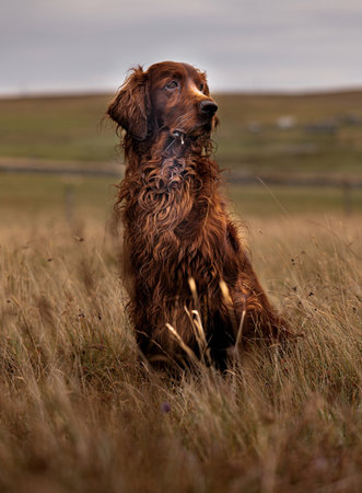 A vertical shot of a beautiful brown Irish Setter dog in the fieldの写真素材