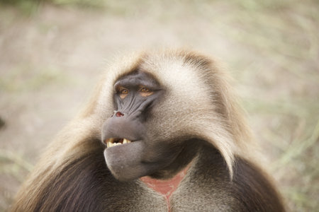 A closeup shot of an adorable gelada monkey on blurred backgroundの写真素材
