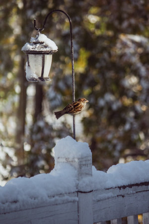 A closeup of a cute sparrow on a winter dayの写真素材