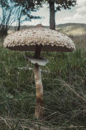 A vertical shot of parasol mushroom in natureの写真素材