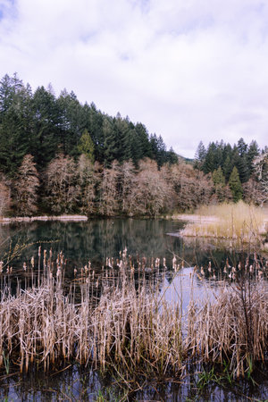 A tranquil scenery of a calm small lake located in the middle of a forest