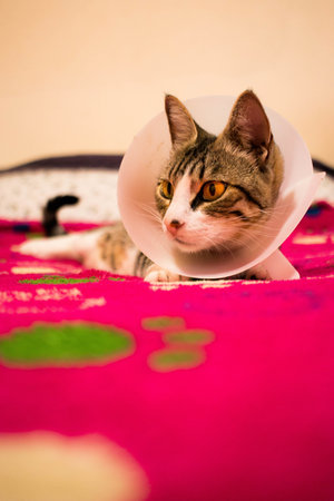 A selective focus shot of a cute cat lying on a bedの写真素材